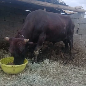 Öküz