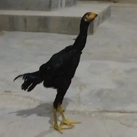 Baýess Baýess