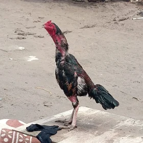baysow