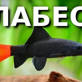 балык Лабео