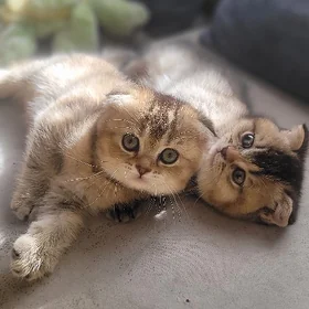 котята вислоухие чистокровные