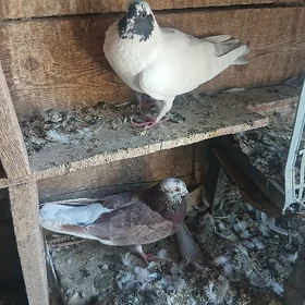kepderi