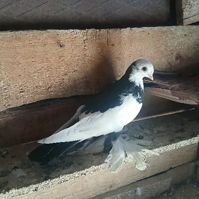 kepderi