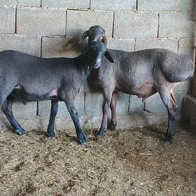 gisar goç