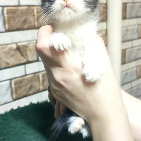 котенок