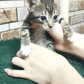 котенок