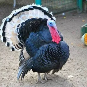 Indýuk/Индюк