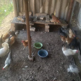 Towuklar we jujeler