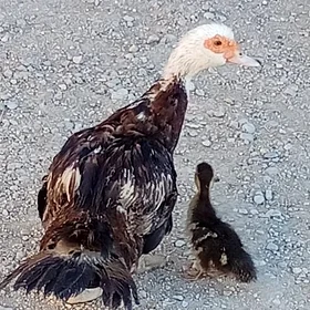 sessiz ördek