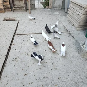 kepderi кепдери
