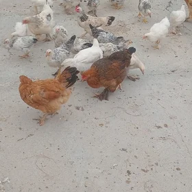 towuklar