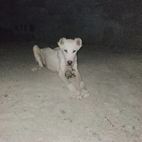 güjik