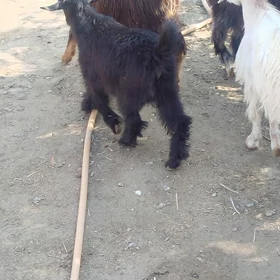 çebiş owlak