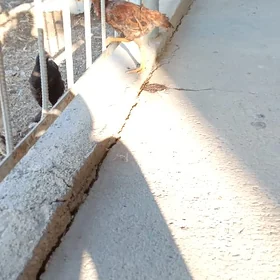 taşkent