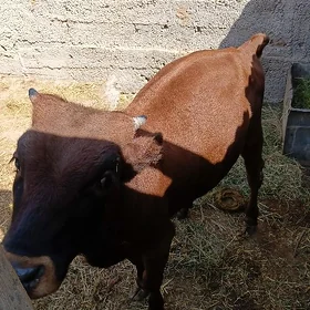 öküz