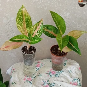 цветы