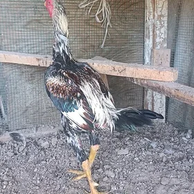 horaz🦅🦅