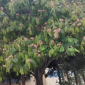 Ekin un mellek yer