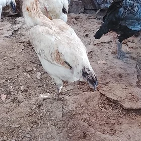 baes tovuklar  25 sany