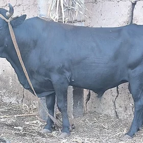 Gigant âpet öküz,Гигант апет.