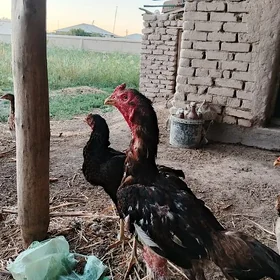 Хораз