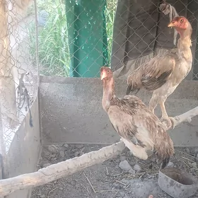 парода товук