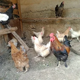 Paroda towuklar