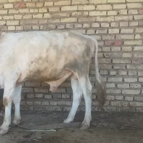 öküz