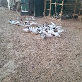 kepderi