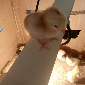 türkmen towugyň juyjeleri
