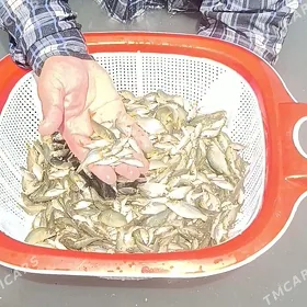 Balyk malýok