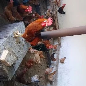 Horazlar