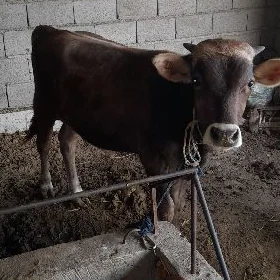 öküz 2sany