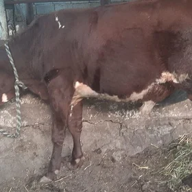 öküz göle mal tüwe