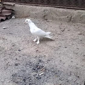 kepderi