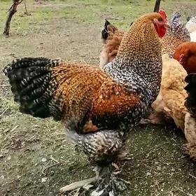 brama horoz