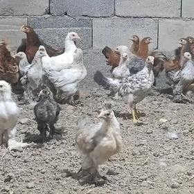 Towyk juyje,