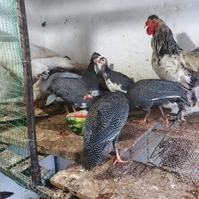 induklar ve towuklar