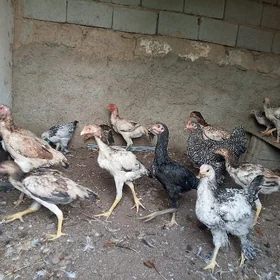 towuklar