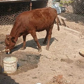 Öküz
