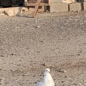 kepderi