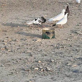 kepderi