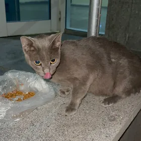 pişik kotyat pisik котят