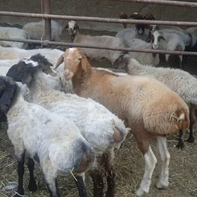 Bakylan goýunlar