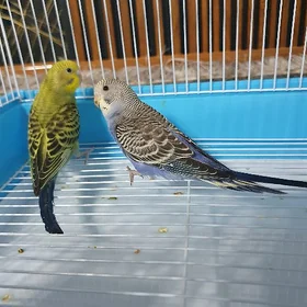 popugay guş