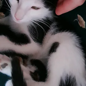 Pişijek