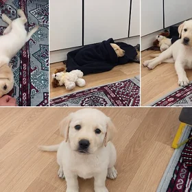 Labrador