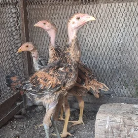🦅Taşkent jüýje🦅