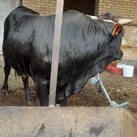 Semiz okuz