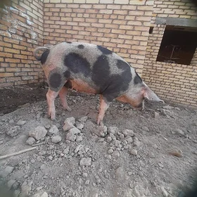 Bogaz donuz